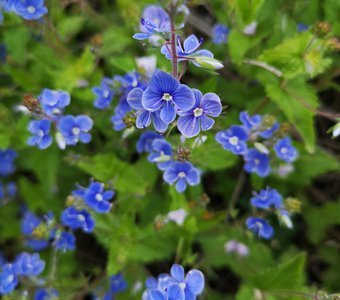 Дикие незабудки