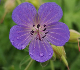 Капли дождя