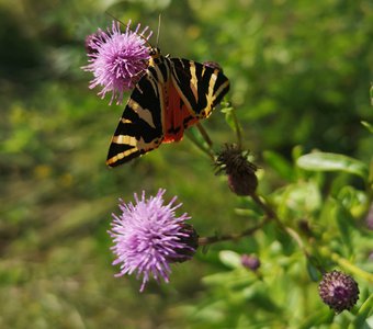 Красивая бабочка