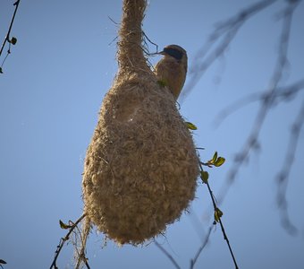 Ремез на гнезде