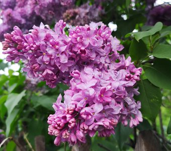 Душистая сирень