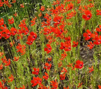 Маковая полянка