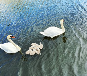 Прекрасные лебеди