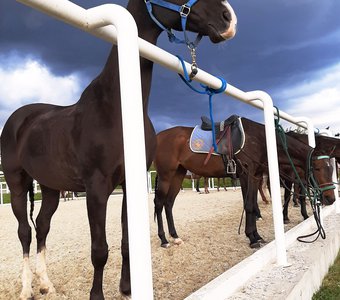 Конь вороной