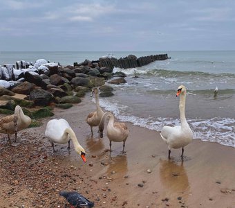 Природа Калининграда