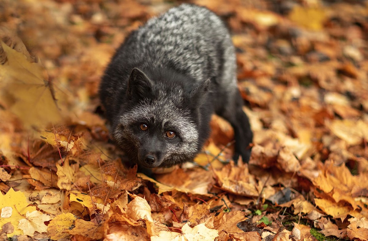 Чернобурая лисица Тотьма