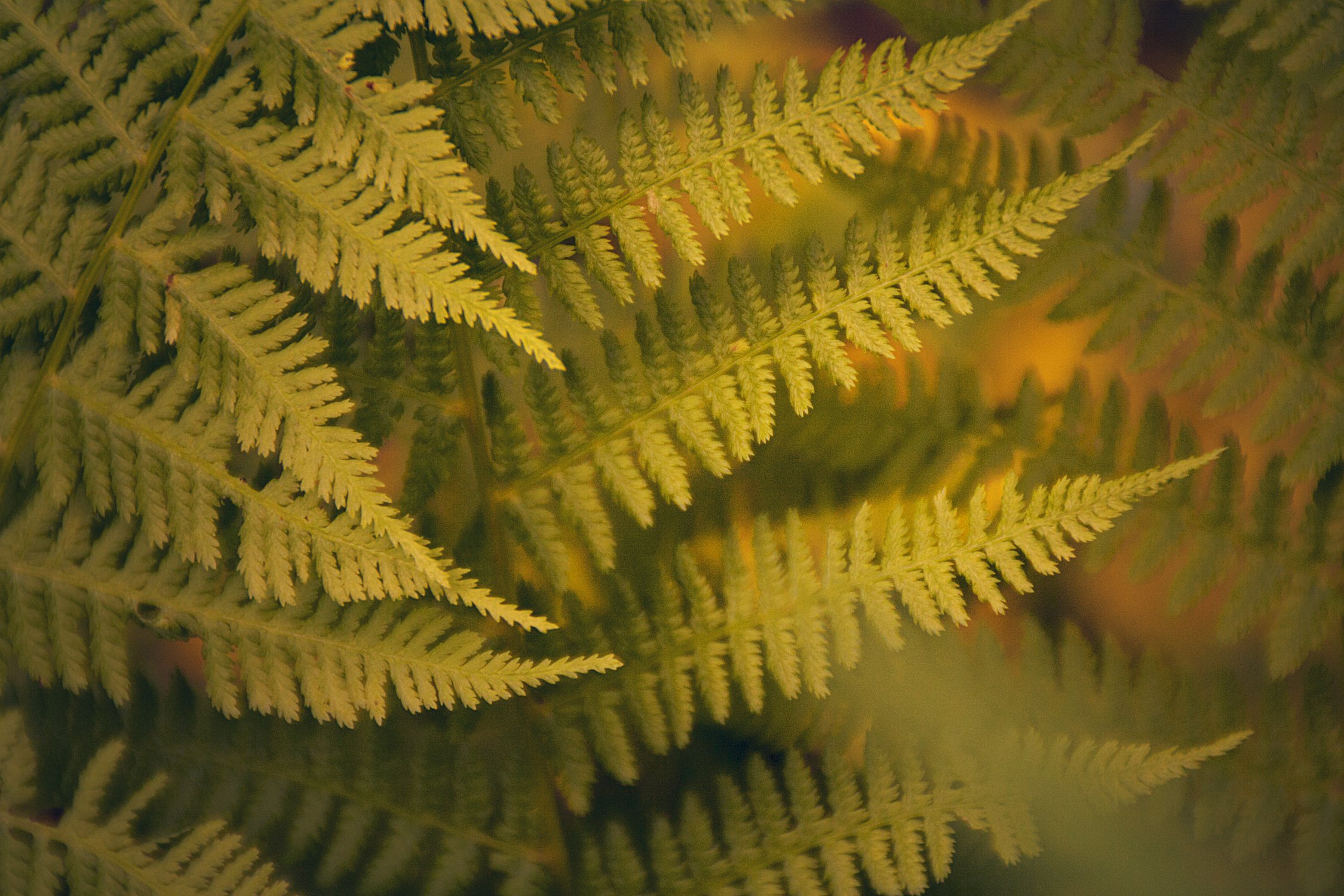 Папоротник