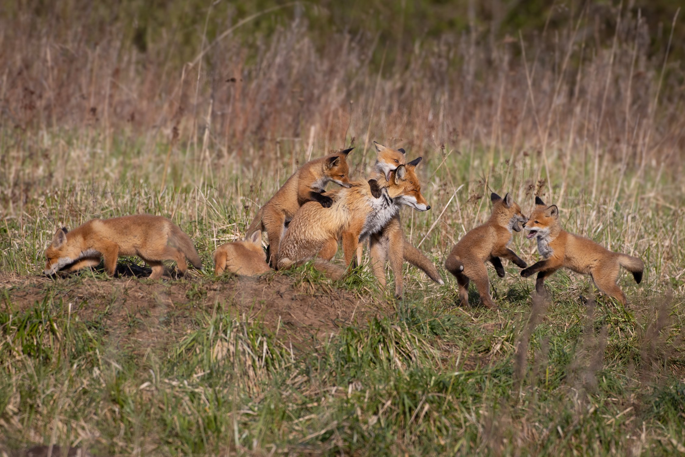 Большая семья