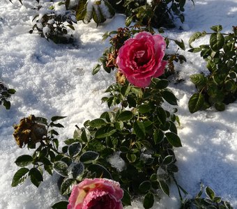 Розы в снегу