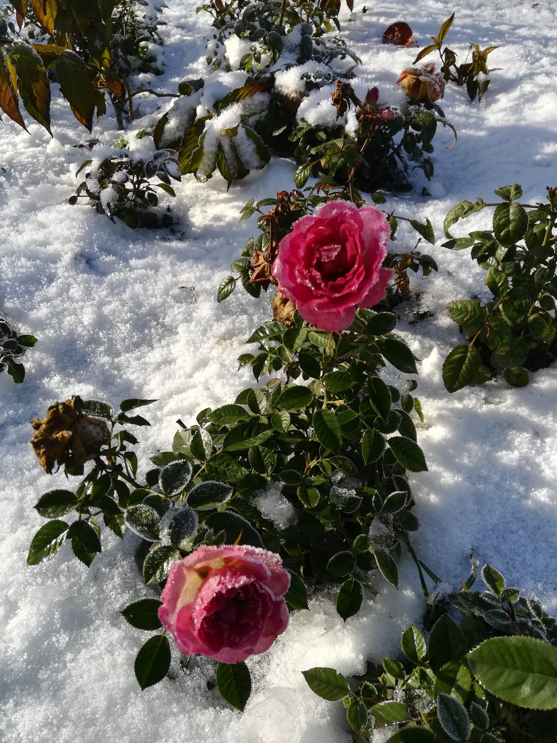Розы в снегу