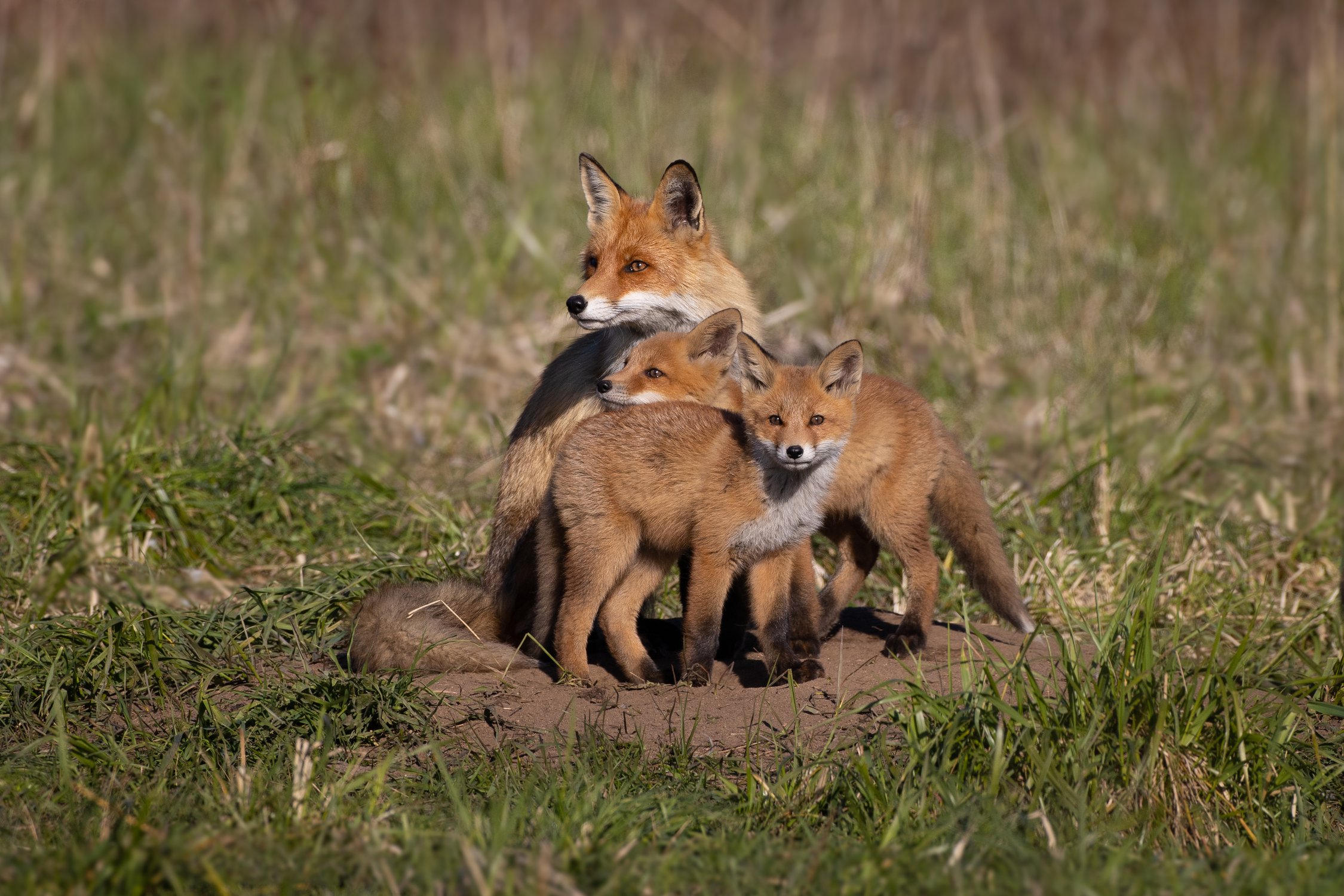 Семейный портрет