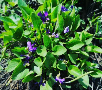 Апрельские фиалки