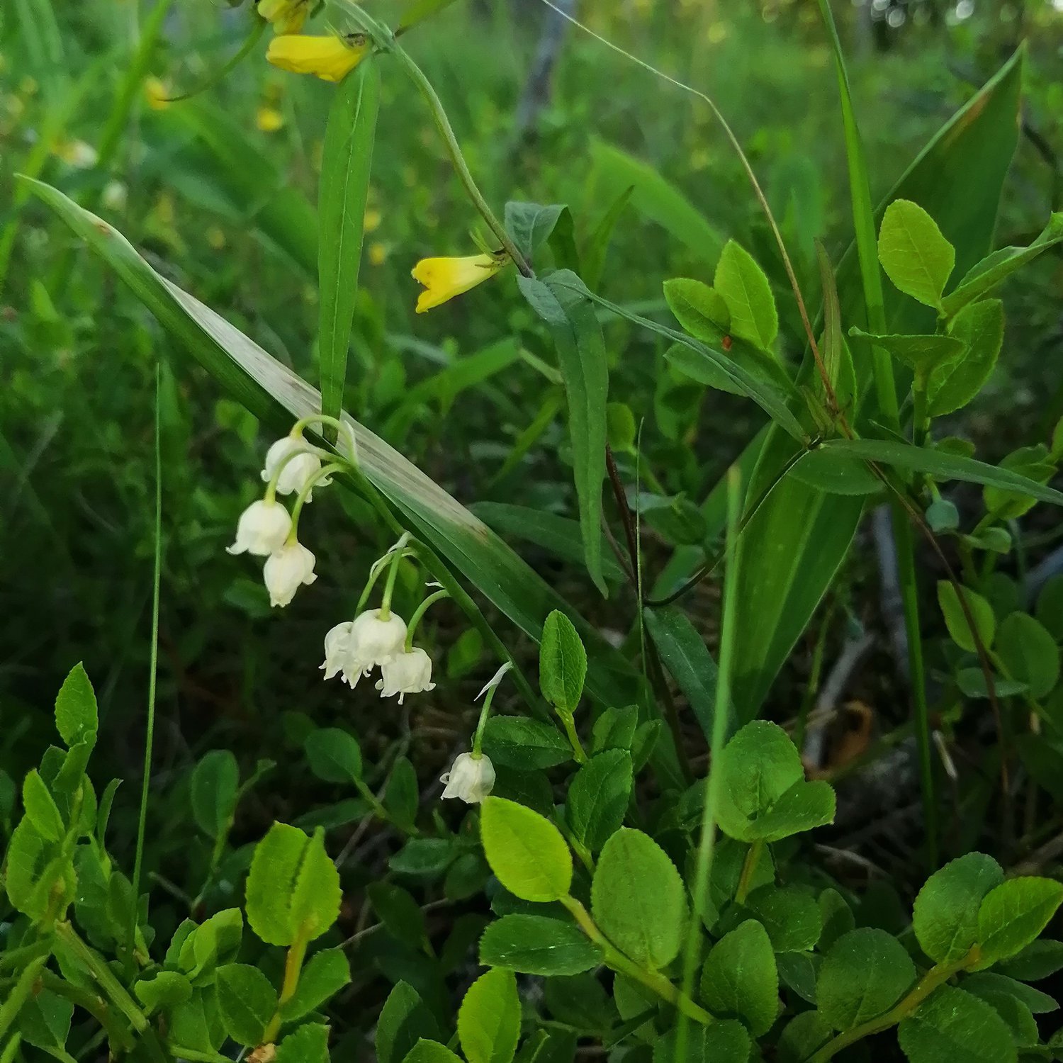 Прекрасное творение природы
