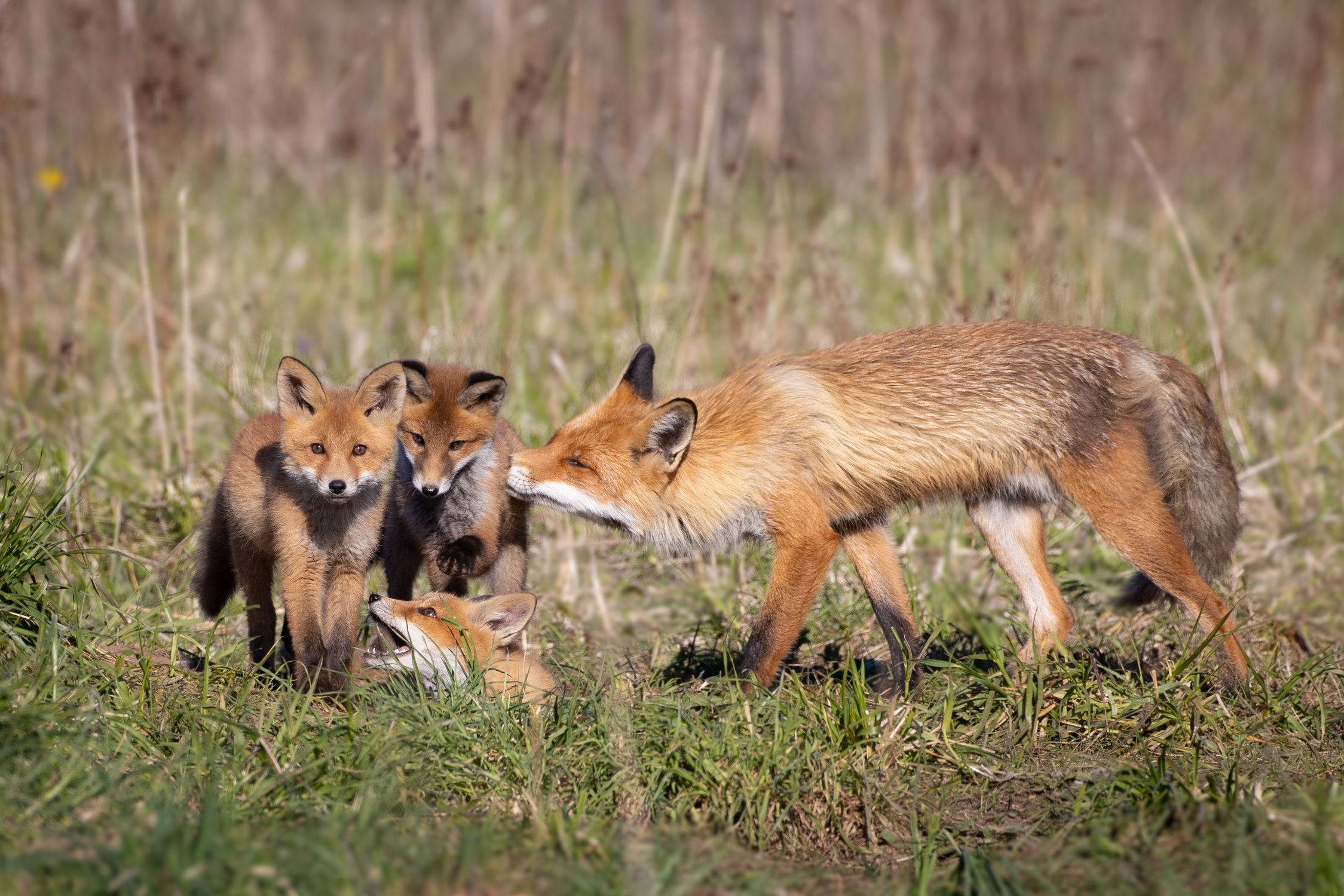 Третий лишний