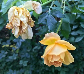 Два возраста