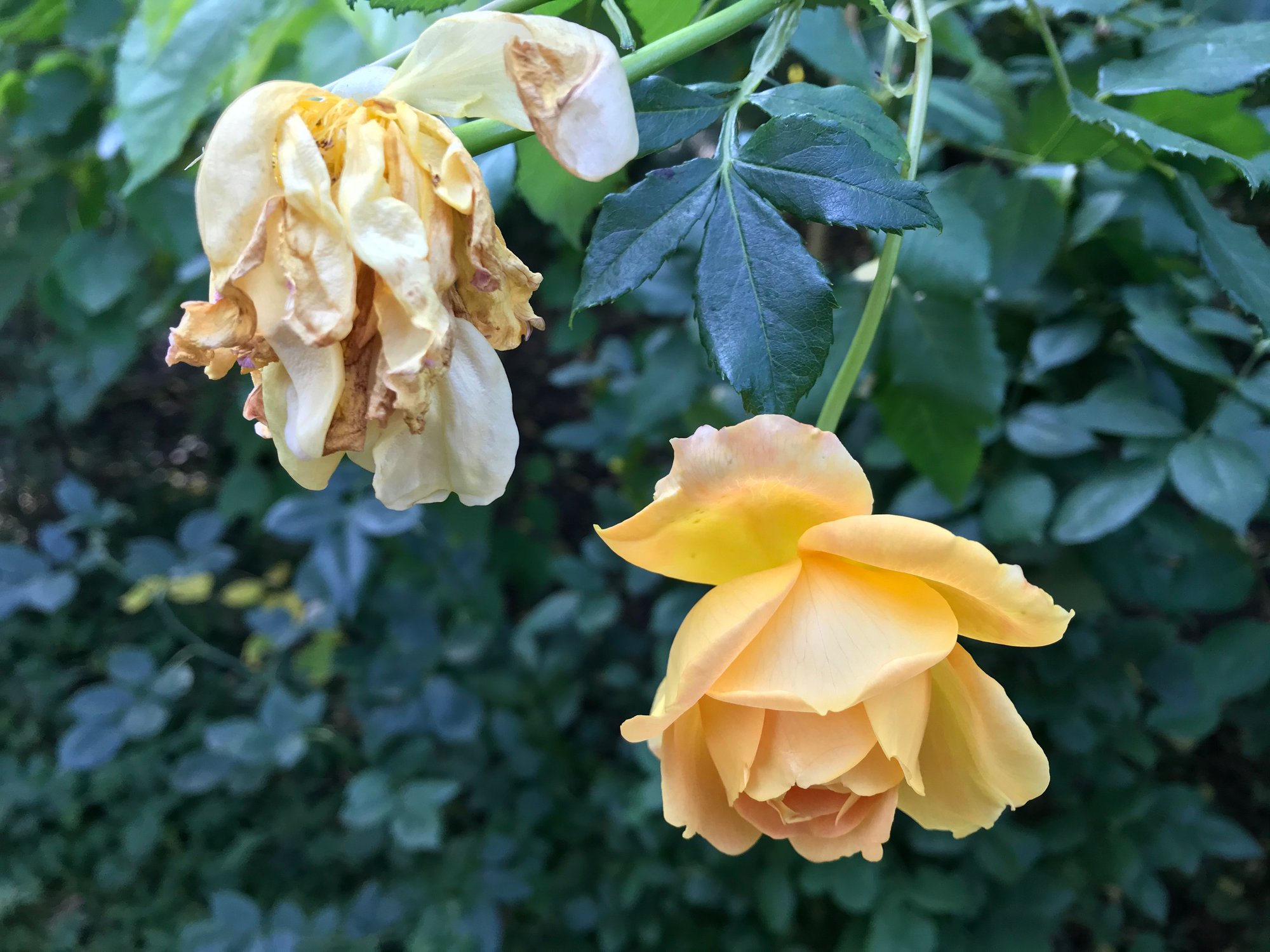 Два возраста