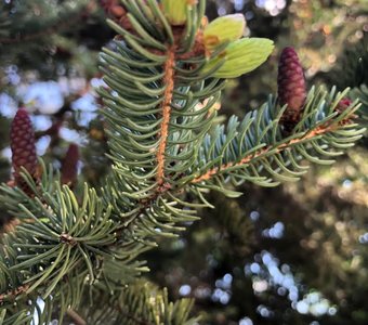 Обновление