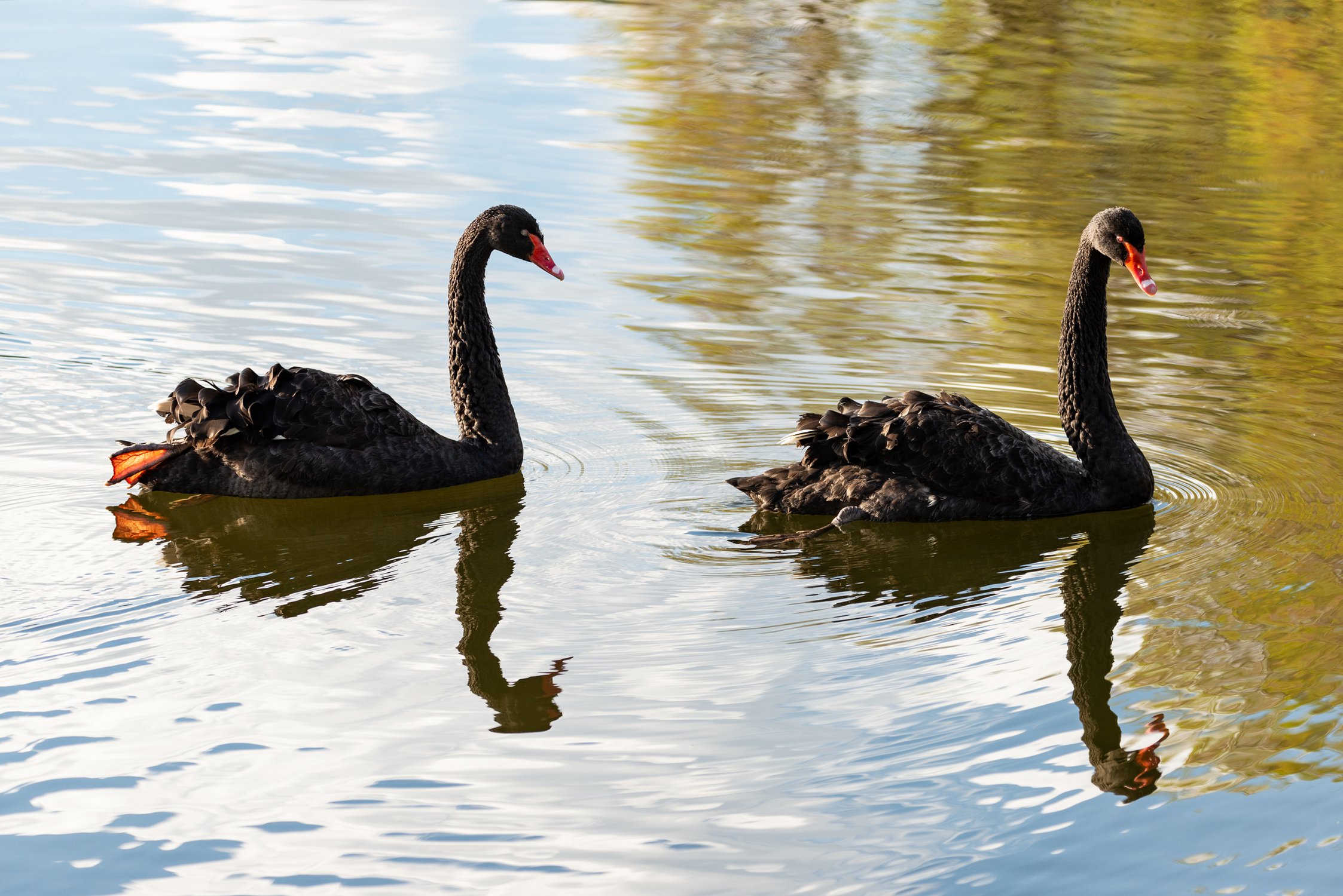 Синхронное плавание