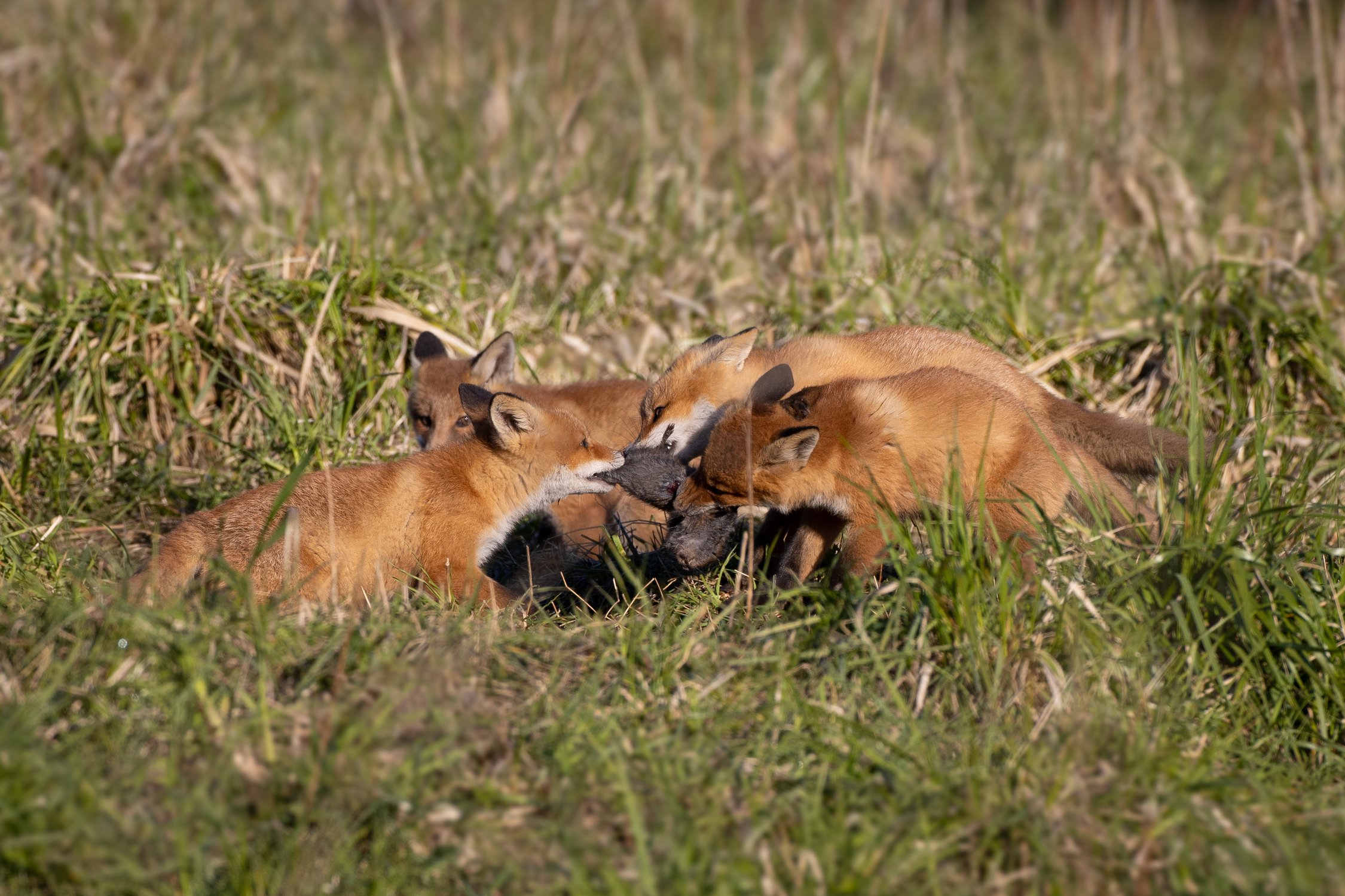 Мы делили апельсин