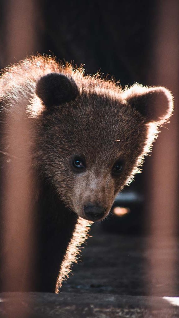Солнечный медвежонок