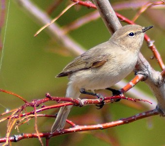 Пеночка-теньковка (Phylloscopus collybita)