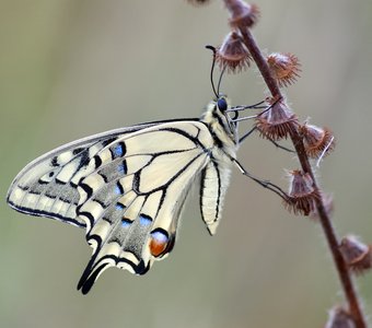 Бабочка Махаон (Papilio machaon)