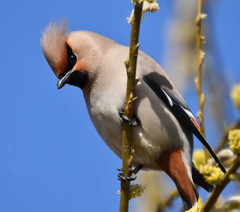 Свиристель на весенней иве