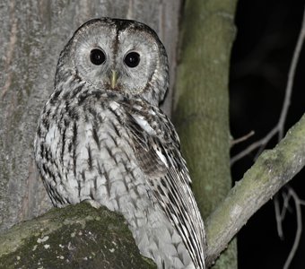 Ночью все совы серы))