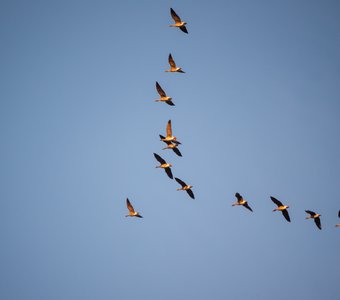 Гуси-лебеди полетели за Иванушкой
