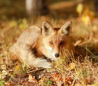 Высматривает