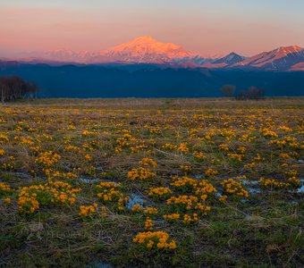 Цветение альпийских лугов на Кавказе