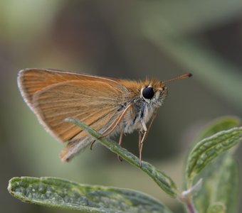 Бабочка толстоголовка лесная