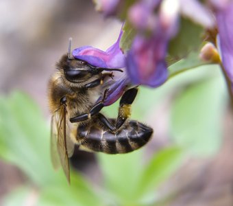 Пчелка в апреле