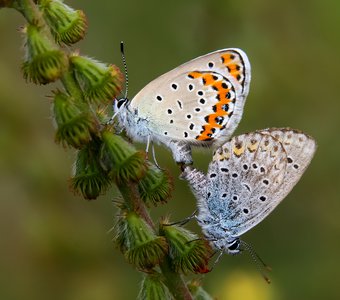 Летний роман