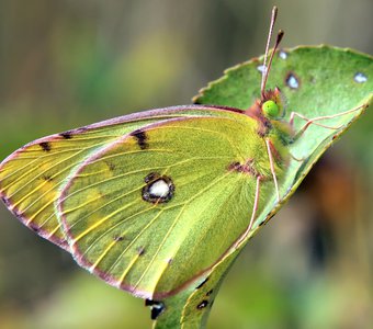 Бабочка желтушка луговая