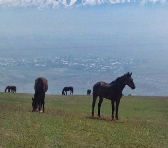 Табун на плато в окрестностях Бишкека. Северный Тянь-Шань