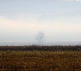 Дерево в тумане утра