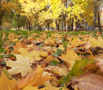 Золотая осень