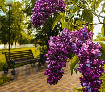 Отдохни, путник, на скамье близ сиреневых кустов