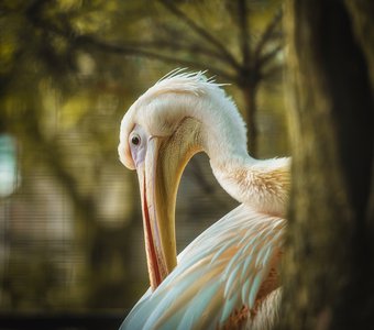 Розовый пеликан. Экопарк «Зооград», Пушкинские горы, Псковская область