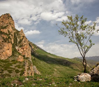 Веточка в горах