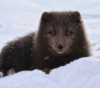 Арктическая лисица — соблазнительница