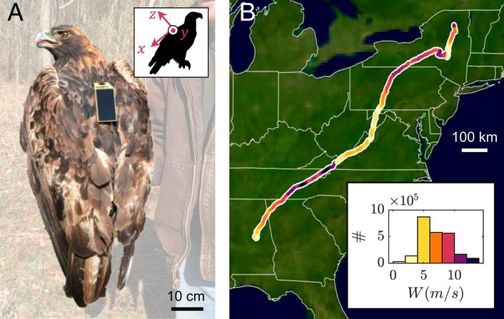 Фото: Gregory P. Bewley/PNAS