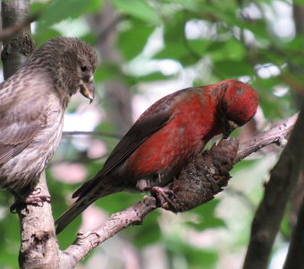 Номинация: мамы и детеныши. Клесты обыкновенные. Мама,а мне?!