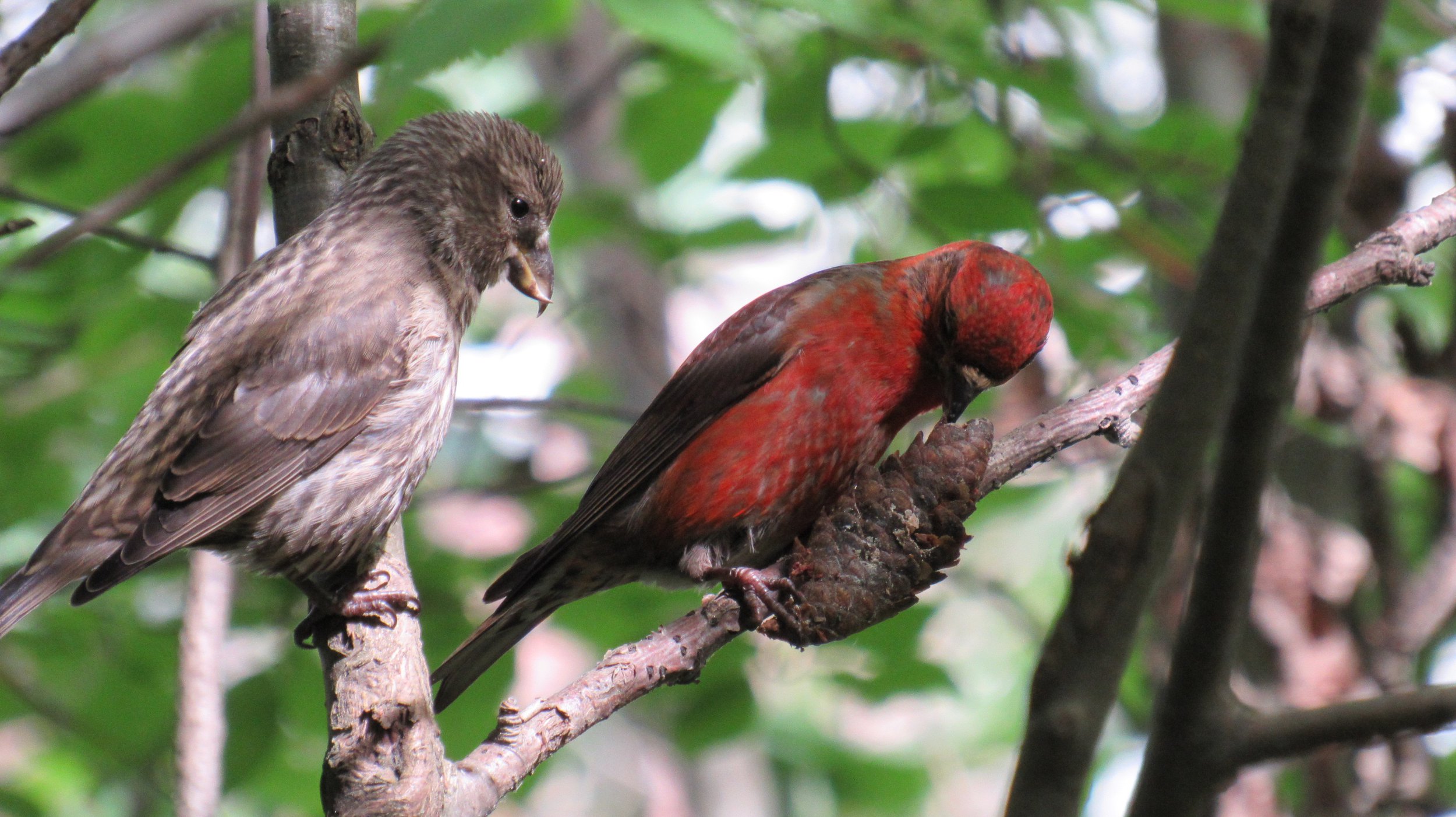 Мама,а мне?! Завтрак клестов обыкновенных