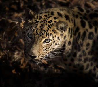 Портрет дальневосточного леопарда