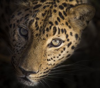 Портрет дальневосточного леопарда
