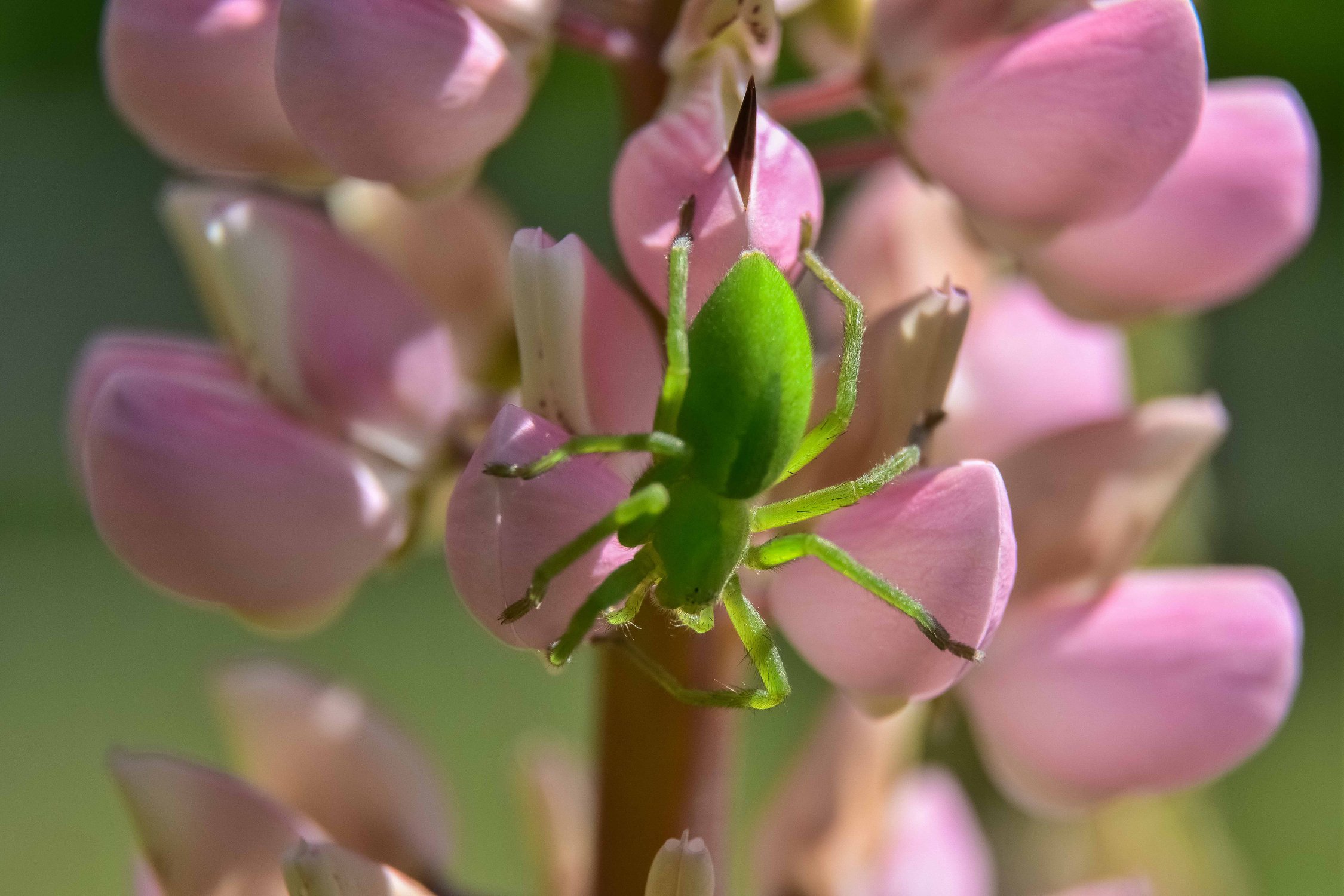 Зеленый паук на цветке люпина
