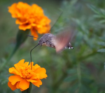 Собиратель нектара