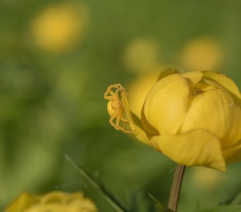 Жёлтый цветочный паук на лепестке купальницы европейской